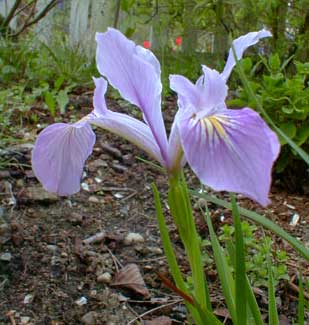 Toughleaf Iris