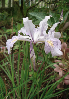 Toughleaf Iris