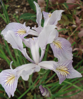 Toughleaf Iris