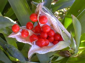 Gladwyn Seeds