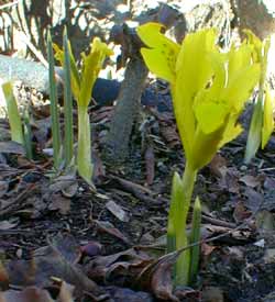 Dwarf Iris