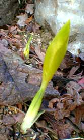 Dwarf Iris