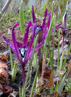 Purple Gem