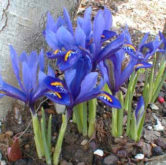Wild Miniature Iris
