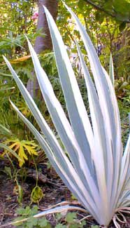 Variegated Iris