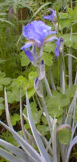 Variegated Iris