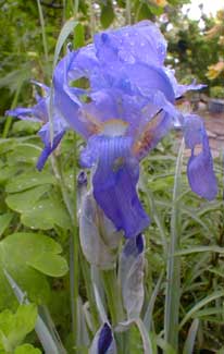 Variegated Iris