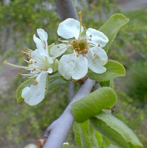 Italian Plum