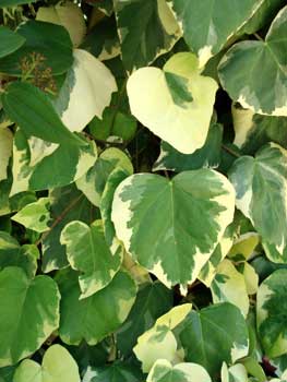 Variegated Algerian Ivy