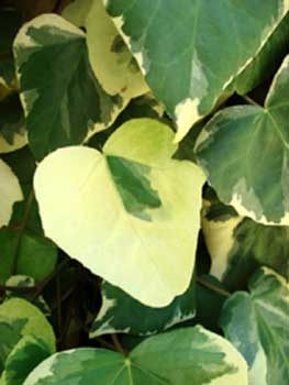 Variegated Algerian Ivy