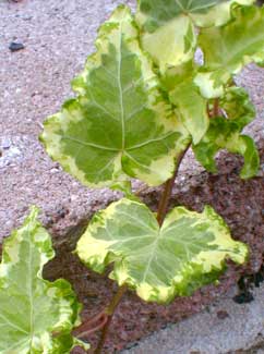 Curly Variegated Ivy