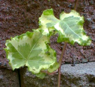 Curly Variegated Ivy