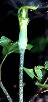 Hachijo Arisaema