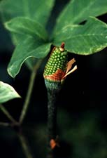 Hachijo Arisaema