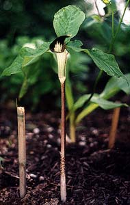 Jack-in-the-Pulpit