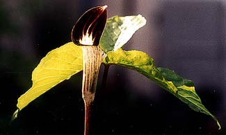 Jack-in-the-Pulpit