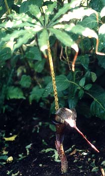 Jack in the Pulpit