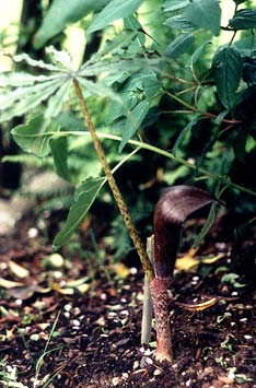 Jack in the Pulpit