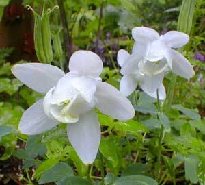 Fan Columbine