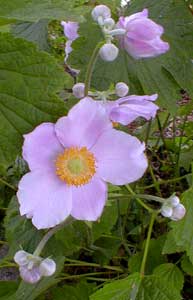 Anemone