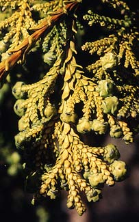 Elkhorn Cypress Fruit