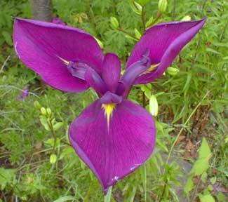 Japanese Iris