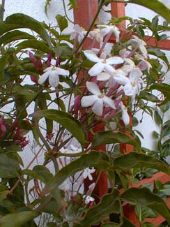 Jasmine blooms