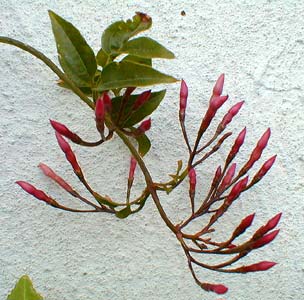 Jasmine buds