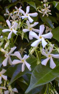 Star Jasmine