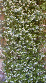 Star Jasmine