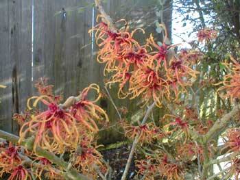 Jelena Witchhazel