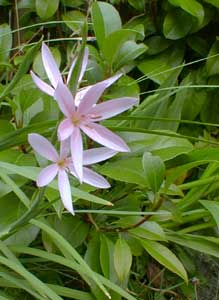 Kaffir Lily