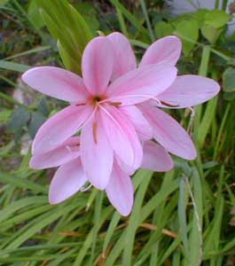 Kaffir Lily