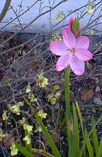 Kaffir Lily