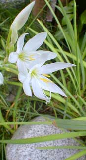 White Kaffir Lily