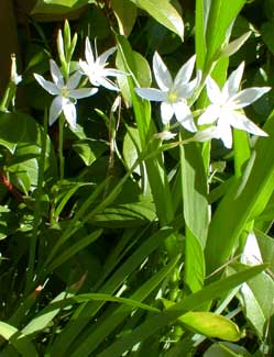 White Kaffir Lily