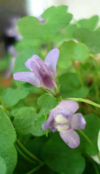 Toadflax