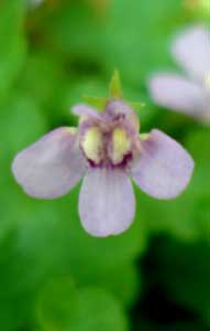 Toadflax