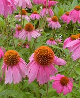 Echinacea