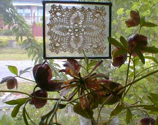 Kitchen Window