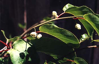 Male Kiwi flowering
