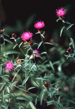 Knapweed