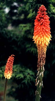 Red Hot Poker