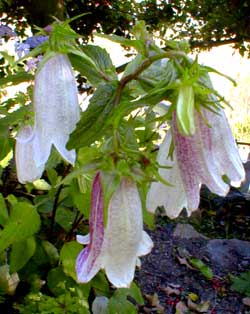 Campanula