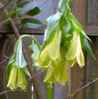 Fairybells