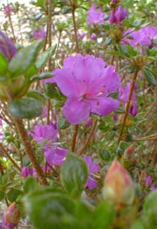 Kyushu Azalea