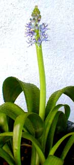 Lachenalia