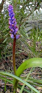 Lachenalia