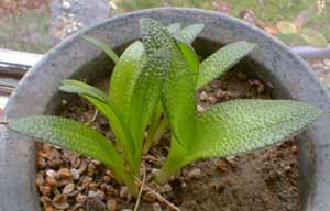 Lachenalia