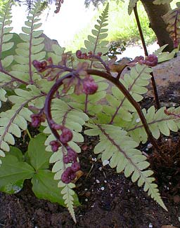 Lady Fern